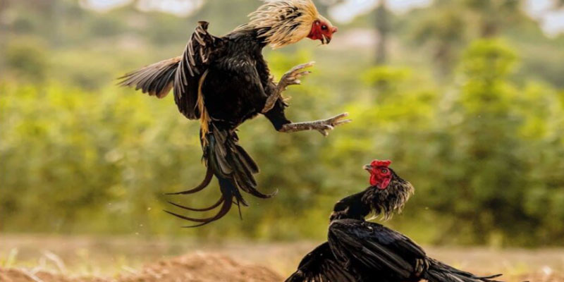Đá gà trực tiếp Campuchia - Kênh đá gà có sức hút hàng đầu